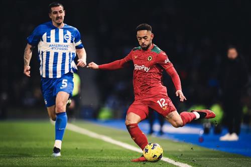 Brighton x Lobos