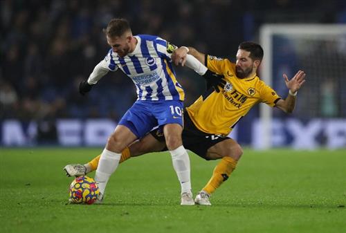 Brighton x Lobos